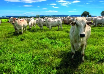 Seguro para gado cresce no Brasil, mas poucos produtores ainda usam proteção