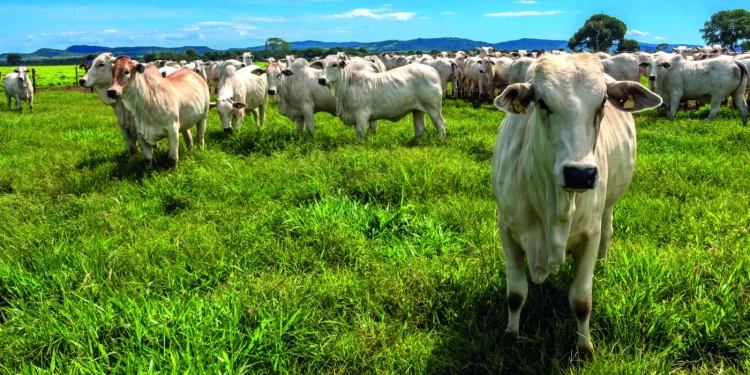 Seguro para gado cresce no Brasil, mas poucos produtores ainda usam proteção