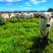 Seguro para gado cresce no Brasil, mas poucos produtores ainda usam proteção