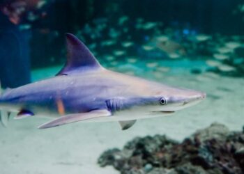 Brasil proíbe exportação de barbatanas de tubarão-azul