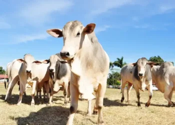 Exportações do agro mineiro somam US$ 5,8 bilhões nos primeiros quatro meses de 2026