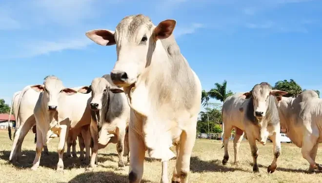 Exportações do agro mineiro somam US$ 5,8 bilhões nos primeiros quatro meses de 2026