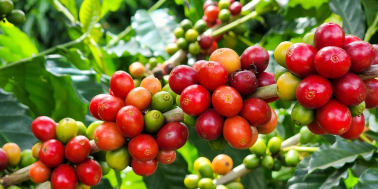 Preço do café arábica dispara com preocupação sobre a safra brasileira