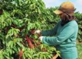 Colheita de café em Minas influencia preços no mercado internacional