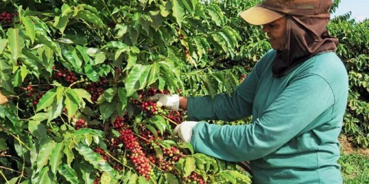 Colheita de café em Minas influencia preços no mercado internacional