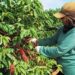 Colheita de café em Minas influencia preços no mercado internacional