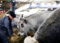 França registra primeiro caso humano do vírus Shamonda
