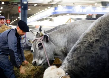 França registra primeiro caso humano do vírus Shamonda