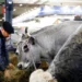França registra primeiro caso humano do vírus Shamonda