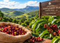 Café produzido em Minas Gerais alcança R$ 2.200 por quilo em leilão internacional