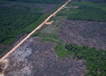 Desmatamento cai na Amazônia e no Cerrado e atinge os menores índices das séries históricas